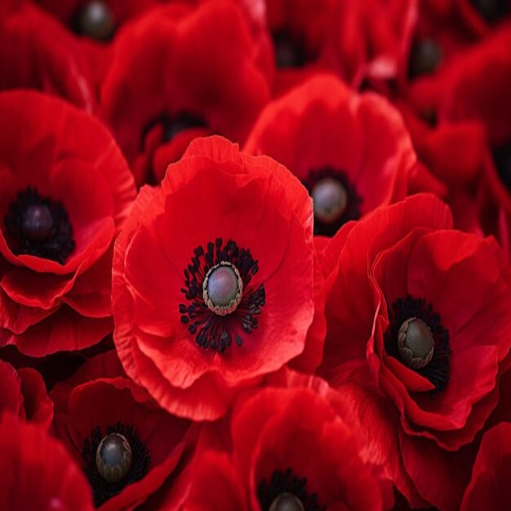 ¿Quieres un color de labios natural y radiante sin químicos? Descubre el poder del Akker Fassi marroquí. - Hammam Secret